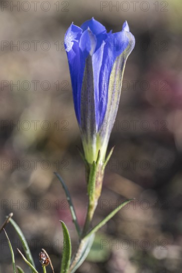 Lung gentian (Gentiana pneumonanthe), Emsland, Lower Saxony, Germany
