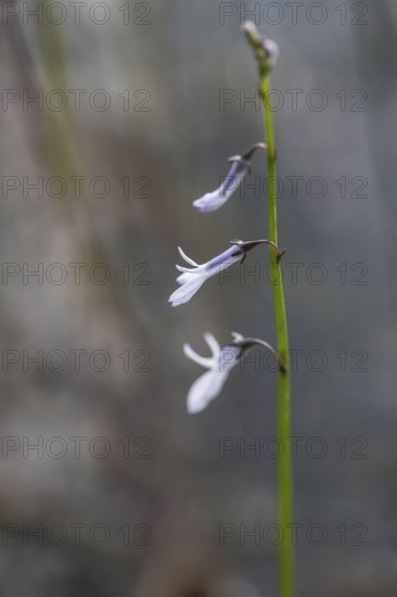 Water lobelia (Lobelia dortmanna), Emsland, Lower Saxony, Germany