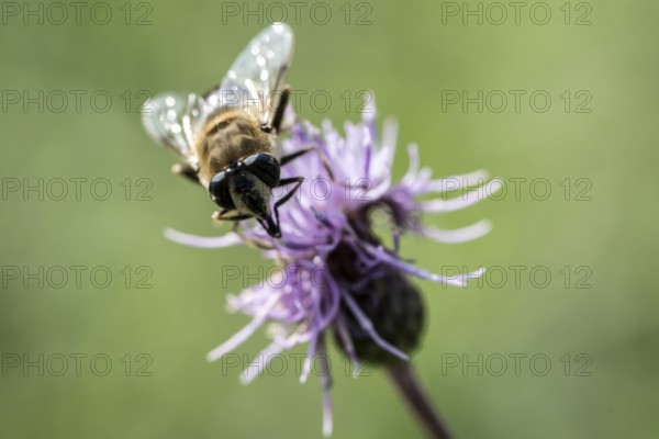 Golden hoverfly (Ferdinandea cuprea), Emsland, Lower Saxony, Germany