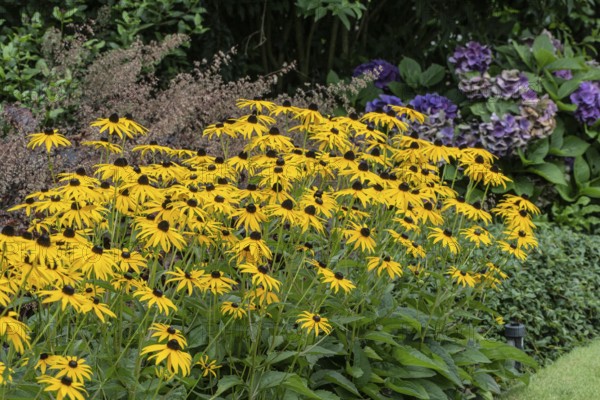 Flower bed with coneflower (Rudbeckia sullivantii), Emsland, Lower Saxony, Germany
