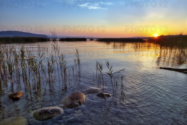 Atmospheric sunrise on Lake Murten, reed belt and stones in the water, Canton of Fribourg, Switzerland