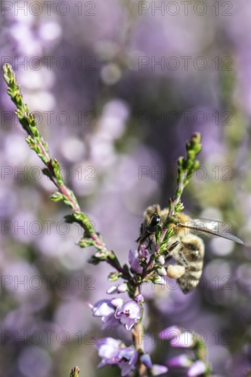 Honey bee (Apis mellifera) on heather (Calluna vulgaris), Emsland, Lower Saxony, Germany