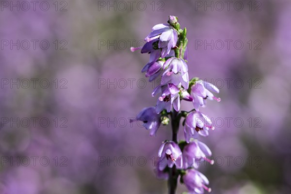 Heather (Calluna vulgaris), Emsland, Lower Saxony, Germany