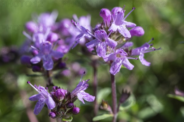 Sand thyme (Thymus serpyllum), Emsland, Lower Saxony, Germany