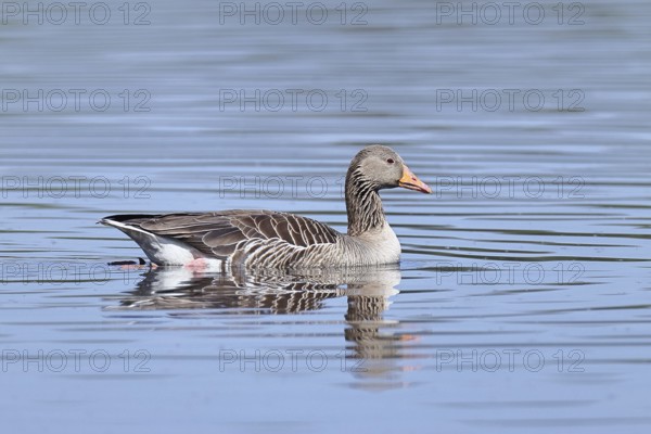 Greylag goose (Anser anser) swimming on the water, Chiemsee, Bavaria, Germany