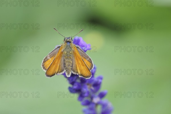 Large skipper (Ochlodes venatus), collecting nectar from a flower of Common lavender (Lavandula angustifolia), close-up, macro photograph, Wilnsdorf, North Rhine-Westphalia, Germany