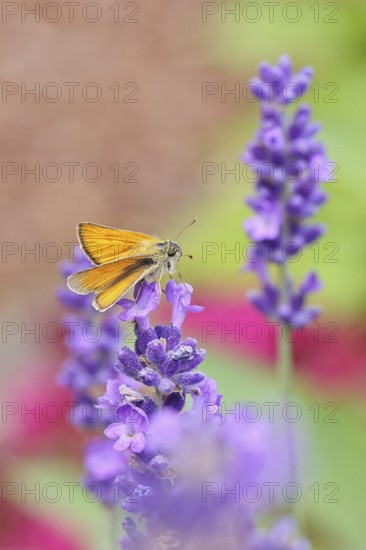 Large skipper (Ochlodes venatus), collecting nectar from a flower of Common lavender (Lavandula angustifolia), close-up, macro photograph, Wilnsdorf, North Rhine-Westphalia, Germany