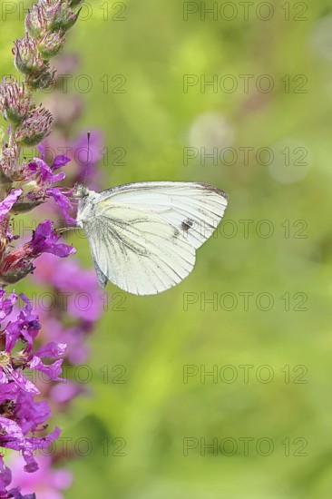 A Cabbage butterfly (Pieris brassicae) sucking nectar on the flower of the purple loosestrife (Lythrum salicaria), in a natural environment in the wild, nice bokeh in the background, Wildlife, Insects, Butterflies, Butterflies, Wilnsdorf, North Rhine-Westphalia, Germany