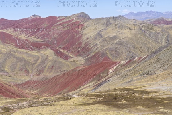 Grazing alpacas (Vicugna pacos), with colourful mountains in the background, Checacupe district, Cusco, Peru