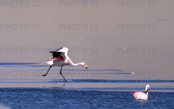 James flamingo (Phoenicoparrus jamesi), starts on a frozen lake, Laguna Cañapa, lagoon route, San Pedro de Quemes, Departamento Potosí, Bolivia