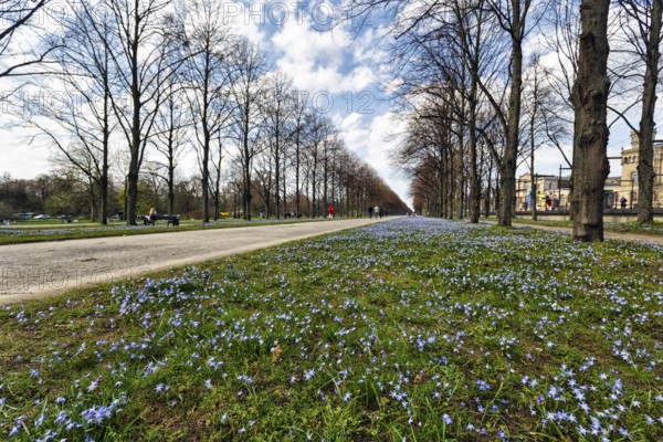 Blue stars, Scilla, walkers in the Herrenhäuser Allee, Georgengarten, Herrenhäuser Gärten, landscape garden, Cumulus, Hanover, Lower Saxony, Germany