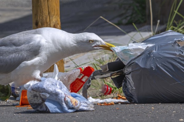 Bird nuisance by herring gull tearing up rubbish bag and feeding on trash, household refuse and garbage leaving a mess on street in coastal town