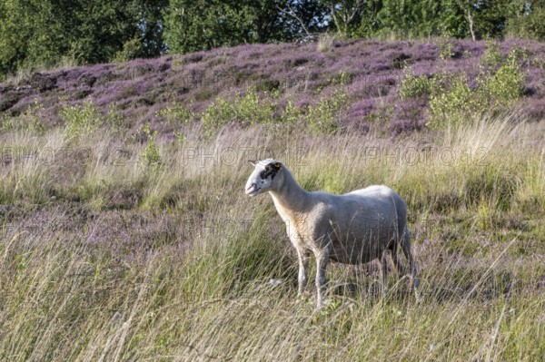 Bentheimer Landschaf (Ovis gmelini), Emsland, Lower Saxony, Germany