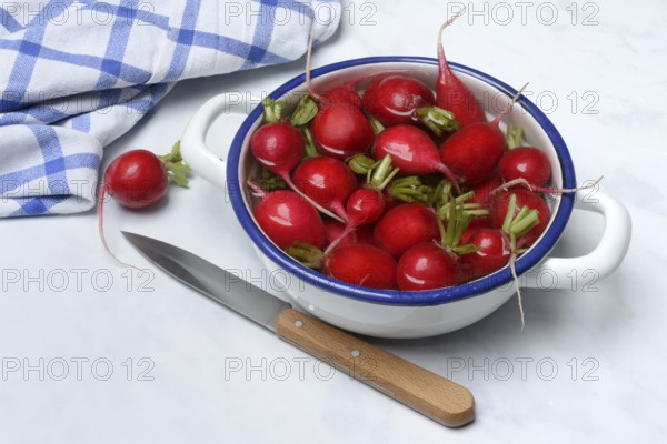 Radish in skin, in water, Raphanus sativus