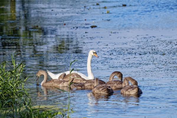 A swan with young on the River Trave in Brenner Moor. The Brenner Moor is a salt marsh, FFH area, in the Trave lowlands near Bad Oldesloe. Schleswig-Holstein, Germany