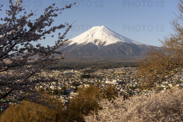 View of Mount Fuji, with blossoming cherry trees in the foreground, Fujiyoshida, Yamanashi Prefecture, Japan