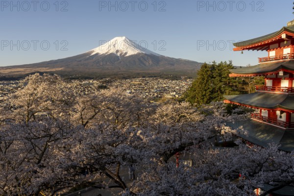 View of Mount Fuji, with the Chureito Pagoda and blossoming cherry trees in the foreground, Fujiyoshida, Yamanashi Prefecture, Japan