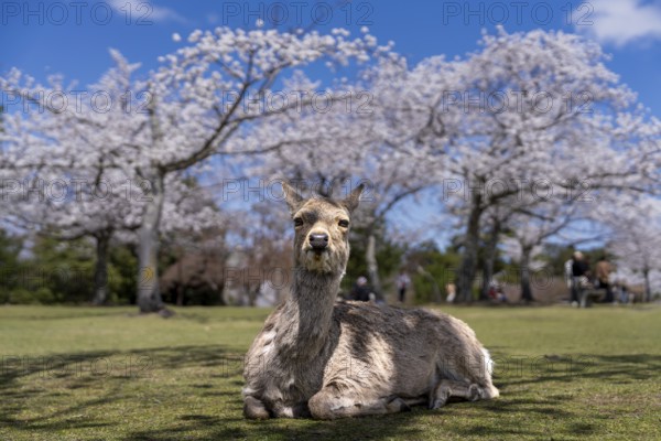 Japanese Sika deer (Cervus nippon) in front of blossoming cherry trees, Nara Park, Nara, Nara Prefecture, Japan