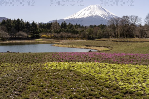 View of Mount Fuji, with Ryujin-ike pond in the foreground and many flowers, Fujikawaguchiko, Minamitsuru, Yamanashi Prefecture, Japan