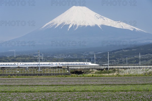 Mount Fuji with the Shinkansen train in the foreground, flower meadow, Fuji, Shizuoka Prefecture, Japan