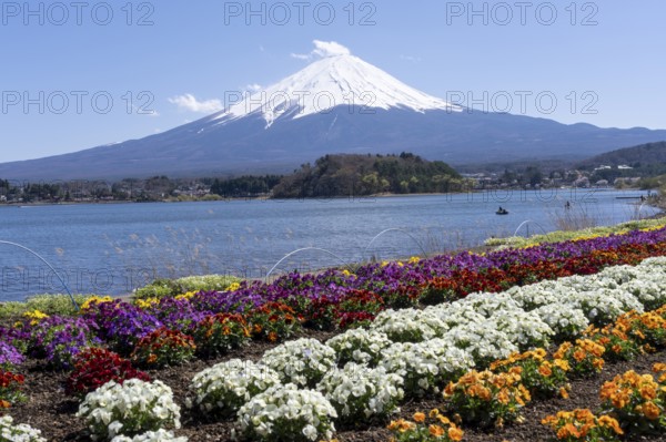 Mount Fuji with Lake Kawaguchi and flowers in the foreground, Fujikawaguchiko, Minamitsuru, Yamanashi Prefecture, Japan