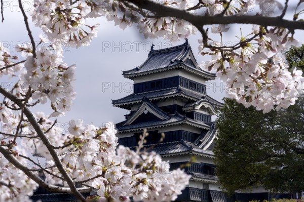 Matsumoto Castle photographed through cherry blossoms, Matsumoto, Nagano Prefecture, Japan