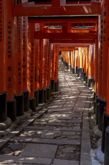 Torii Way in Fushimi Inari-Taisha, Fushimi-ku, Kyoto, Kyoto Prefecture, Japan