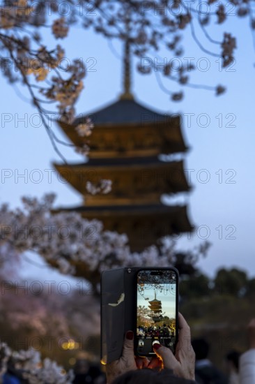 Woman taking photo of To-ji Temple with smartphone, Minami-ku, Kyoto, Kyoto Prefecture, Japan