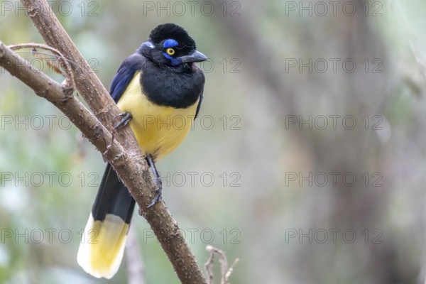 Crested Jay (Cyanocorax chrysops), Lib Gral San Martin, Jujuy, Argentina