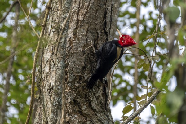 White-backed Woodpecker (Campephilus leucopogon), Lib Gral San Martin, Jujuy, Argentina