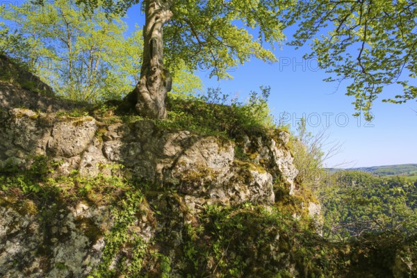 Ruin of Alter Lichtenstein near Lichtenstein Castle, eaves of the Swabian Alb, trees, deciduous forest, Honau, municipality of Lichtenstein, Baden-Württemberg, Germany