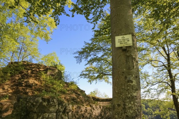 Sign, information board, Alter Lichtenstein ruins near Lichtenstein Castle, eaves of the Swabian Alb, tree, deciduous forest, Honau, municipality of Lichtenstein, Baden-Württemberg, Germany