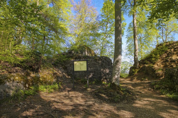 Ruin Alter Lichtenstein near Lichtenstein Castle, information board, site plan of the ruin, layout, eaves of the Swabian Alb, trees, deciduous forest, Honau, municipality of Lichtenstein, Baden-Württemberg, Germany