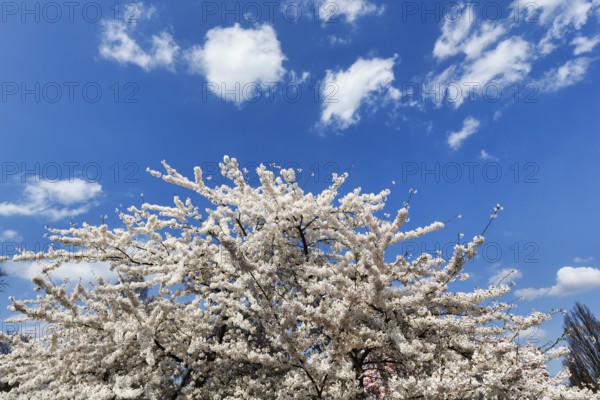 Cherry blossom (Prunus subg. Cerasus), Cumulus, Berggarten, spring in the Herrenhausen Gardens, sunny weather, Hanover, Lower Saxony, Germany