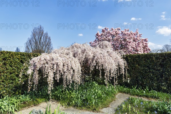 Hanging spring cherry, cherry blossom in the Berggarten, spring in the Herrenhausen Gardens, sunny weather, Hanover, Lower Saxony, Germany