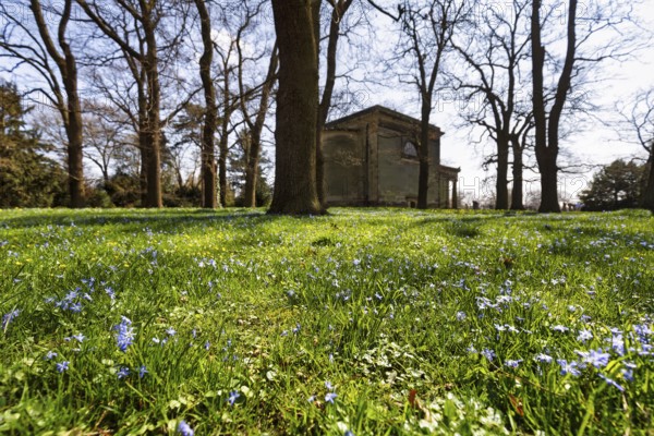 Scilla, blue stars in a meadow in the Berggarten, spring in the Herrenhausen Gardens, sunny weather, Hanover, Lower Saxony, Germany