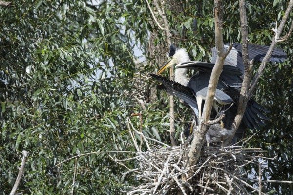 Grey heron (Ardea cinerea) at the eyrie Hungary