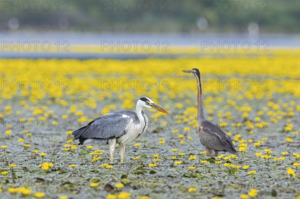 Grey heron (Ardea cinerea) and purple heron (Ardea purpurea) amidst flowering sea pots (Nymphoides peltata) Hungary