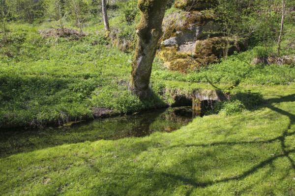 Lauter spring, Große Lauter, karst spring, body of water, park, idyll, meadow, lawn, trees, Offenhausen, municipality of Gomadingen, Swabian Alb, Baden-Württemberg, Germany