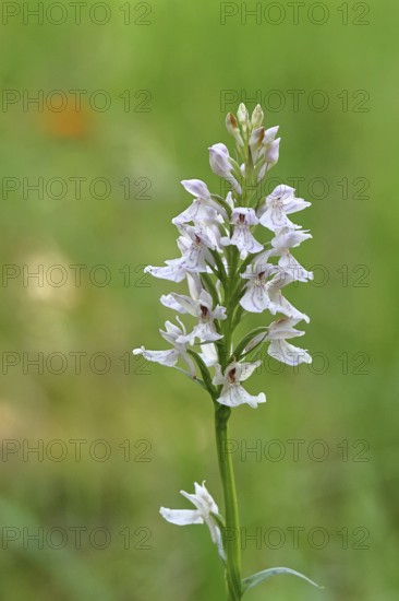 Moorland spotted orchid (Dactylorhiza maculata), inflorescence, close-up, Wilnsdorf, North Rhine-Westphalia, Germany