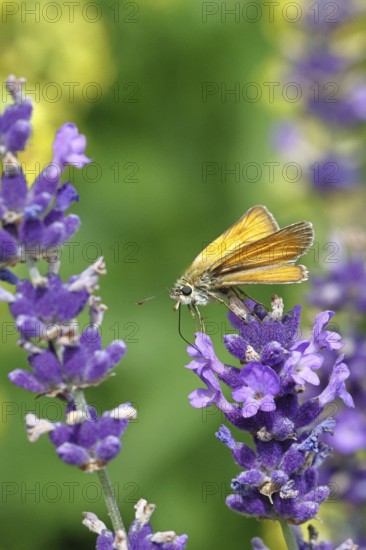 Large skipper (Ochlodes venatus), collecting nectar from a flower of Common lavender (Lavandula angustifolia), nice bokeh in the background, wildlife, insects, butterflies, butterfly, close-up, macro shot, Wilnsdorf, North Rhine-Westphalia, Germany
