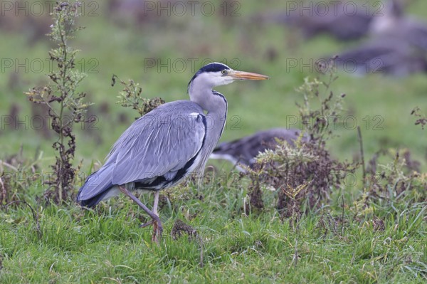 Grey heron (Ardea cinerea), standing in a meadow, Bieslicher Insel, Lower Rhine, North Rhine-Westphalia, Germany