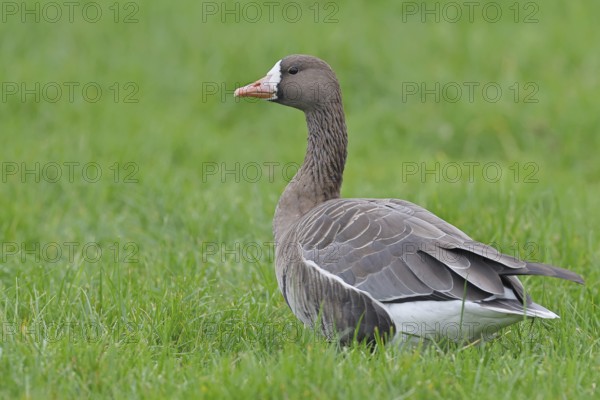 White-fronted goose (Anser albifrons), standing in a meadow in the wintering area, wildlife, Bislicher Insel nature reserve, Xanten, Lower Rhine, North Rhine-Westphalia, Germany
