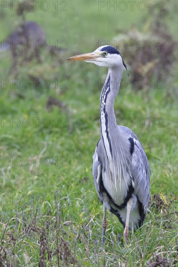 Grey heron (Ardea cinerea), standing in a meadow, Bieslicher Insel, Lower Rhine, North Rhine-Westphalia, Germany
