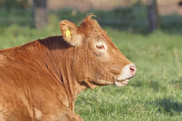 Cow (Bos primigenius taurus), ruminating in a meadow, animal portrait, Wilnsdorf, North Rhine-Westphalia, Germany