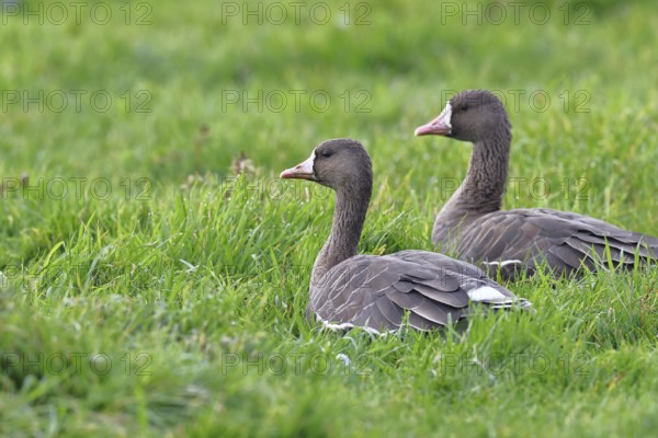 White-fronted geese (Anser albifrons), lying in a meadow in the wintering area, pair of animals, wildlife, Bislicher Insel nature reserve, Xanten, Lower Rhine, North Rhine-Westphalia, Germany