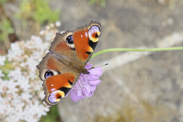 Peacock butterfly (Inachis io) sucking nectar on scabiosa, in a natural environment in the wild, close-up, wildlife, insects, butterflies, butterflies, Wilnsdorf, North Rhine-Westphalia, Germany