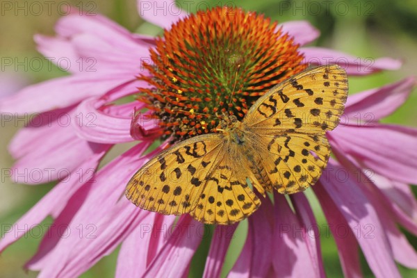 Peacock butterfly (Aglais io), on a yellow flower of a Great Telekie (Telekia speciosa), Wilnsdorf, North Rhine-Westphalia, Germany