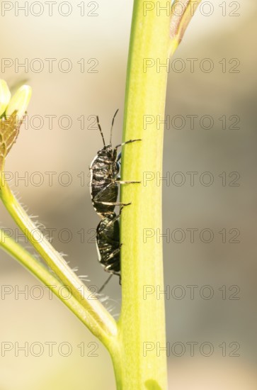 Two cabbage bugs (Eurydema oleracea) on the green stalk of a garlic rocket (Alliaria petiolata, syn.: Alliaria officinalis) during mating, macro photograph, natural, soft, warm light, old gravel pit Häcklingen, Lüneburg Heath, Lower Saxony, Germany