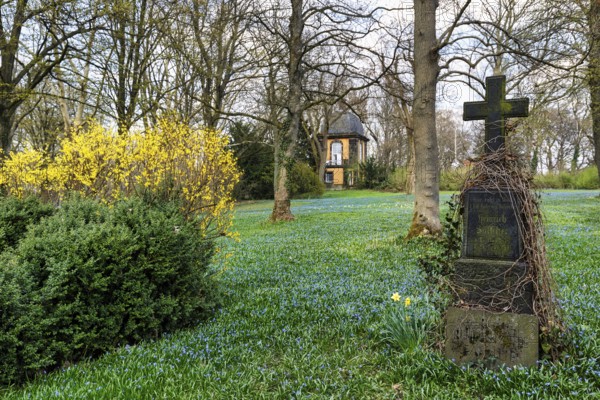 Scilla, blue stars in a meadow, gravestone, Lindener Bergfriedhof with kitchen garden pavilion, listed building, Lindener Berg, Linden, Hanover, Lower Saxony, Germany